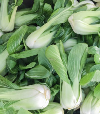 Pak Choi Chifu F1 - Brassica rapa chinensis - prodej semen - 50 ks