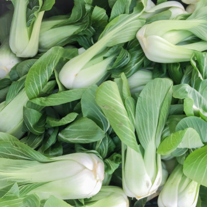 Pak Choi Chifu F1 - Brassica rapa chinensis - prodej semen - 50 ks