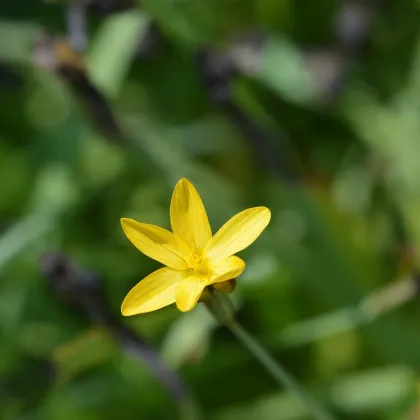 Badil žlutý - Sisyrinchium californicum - Badil žlutý - prodej semen - 10 ks