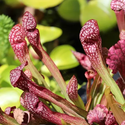 Špirlice nachová - Sarracenia purpurea - prodej semen - 8 ks