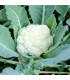 BIO Květák Neckarperle - Brassica oleracea - prodej bio semen - 20 ks
