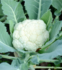 BIO Květák Neckarperle - Brassica oleracea - prodej bio semen - 20 ks