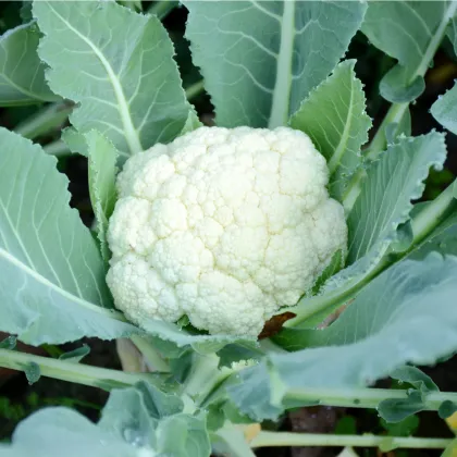 BIO Květák Neckarperle - Brassica oleracea - prodej bio semen - 20 ks