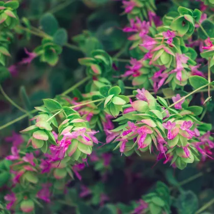 Oregano okrasné Kirigami - Origanum rotundifolia - prodej semen - 18 ks