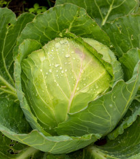 BIO Zelí bílé Marner Lagerweiß - Brassica oleracea - prodej bio semen - 25 ks