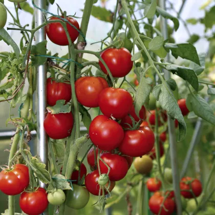 Rajče Cerise - Solanum lycopersicum - prodej semen - 10 ks