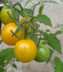 Rajče divoké rybízové Gold Rush - Solanum pimpinellifolium - prodej semen - 6 ks