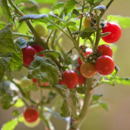 Rajče Tiny Tim - Solanum lycopersicum - prodej semen - 7 ks