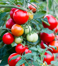 Rajče Balkonstar - Solanum lycopersicum - prodej semen - 10 ks