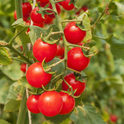 Rajčátka cherry červená - Solanum lycopersicum - prodej semen - 6 ks