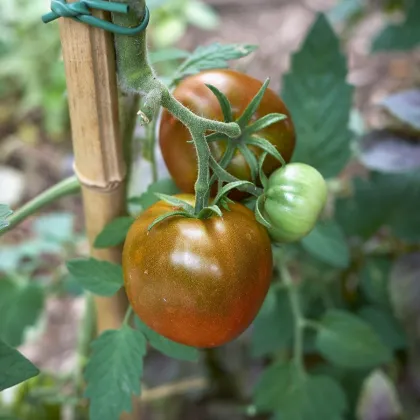 Rajče Rosella - Solanum lycopersicum - prodej semen - 6 ks