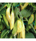 BIO Chilli Lemon Drop - Capsicum baccatum - prodej bio semen - 7 ks
