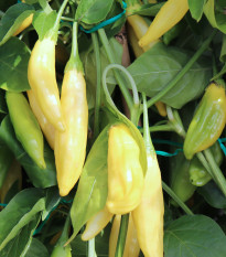 BIO Chilli Lemon Drop - Capsicum baccatum - prodej bio semen - 7 ks