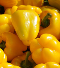 BIO Paprika Quadrato Asti Giallo - Capsicum annuum - prodej bio semen - 8 ks