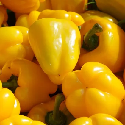 BIO Paprika Quadrato Asti Giallo - Capsicum annuum - prodej bio semen - 8 ks