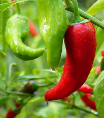 BIO Paprika Korosko - Capsicum annuum - prodej bio semen - 6 ks