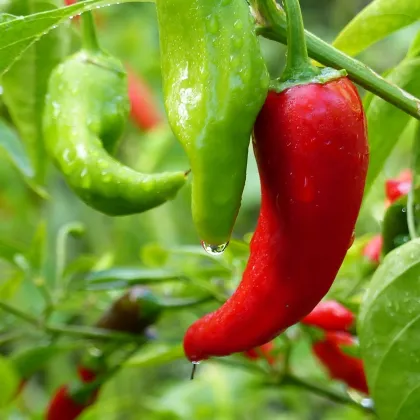 BIO Paprika Korosko - Capsicum annuum - prodej bio semen - 6 ks