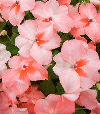 Netýkavka Campos salmon F1 - Impatiens walleriana - prodej semen - 20 ks