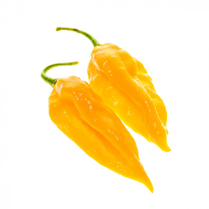 Chilli Fatalii žluté - Capsicum chinense - prodej semen - 6 ks