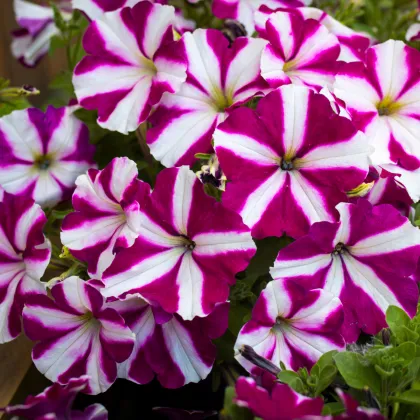 Petúnie Musica Purple Star F1 - Petunia x grandiflora - prodej semen - 30 ks