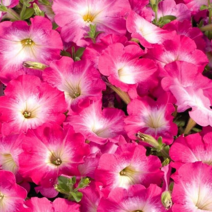 Petúnie Musica Pink Morn F1 - Petunia x grandiflora - prodej semen - 30 ks