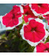 Petúnie Musica Red Frost F1 - Petunia x grandiflora - prodej semen - 30 ks