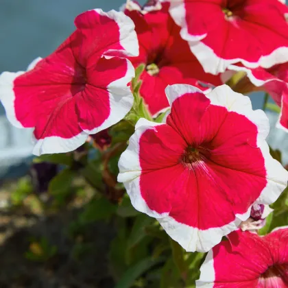 Petúnie Musica Red Frost F1 - Petunia x grandiflora - prodej semen - 30 ks