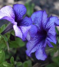 Petúnie Musica Blue Vein F1 - Petunia x grandiflora - prodej semen - 30 ks