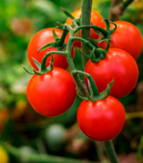 Rajče divoké Rote Murmel - Solanum pimpinellifolium - prodej semen - 10 ks