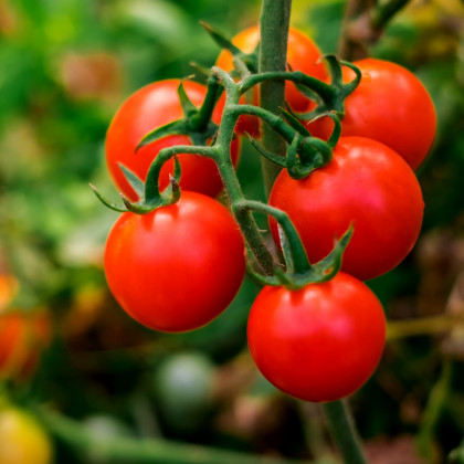 Rajče divoké Rote Murmel - Solanum pimpinellifolium - prodej semen - 10 ks
