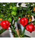 BIO Chilli Habanero červené - Capsicum chinense - prodej bio semen - 6 ks