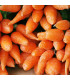 BIO Mrkev Chantenay - Daucus carota - prodej bio semen - 350 ks
