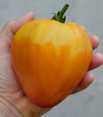 Rajče Oxheart Orange - Solanum lycopersicum - prodej semen - 10 ks