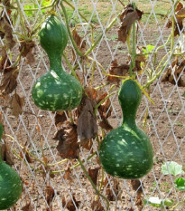 Tykev okrasná Indiánská lahev - Cucurbita pepo - prodej semen - 8 ks