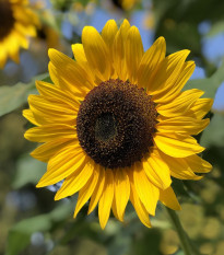 Slunečnice Sunspot - Helianthus annuus - prodej semen - 15 ks