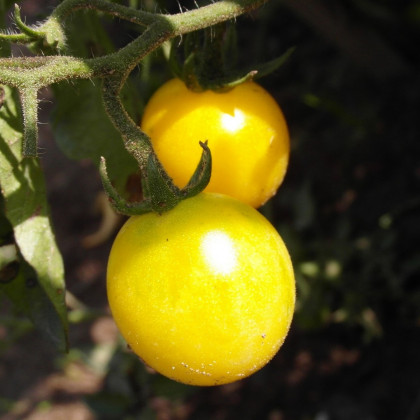 Rajče Cerise žluté - Solanum lycopersicum - prodej semen - 10 ks