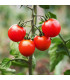 Rajče Gardeners Delight - Solanum lycopersicum - prodej semen - 10 ks