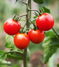 Rajče Gardeners Delight - Solanum lycopersicum - prodej semen - 10 ks