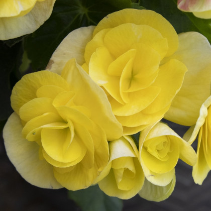 Begonie Nonstop žlutá - Begonia tuberhybrida - prodej cibulovin - 2 ks