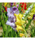 Gladioly směs barev - Gladiolus - prodej cibulovin - 9 ks