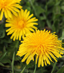 BIO Pampeliška - Taraxacum officinalis - prodej bio semen - 400 ks