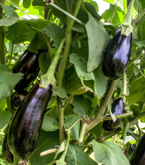 BIO Lilek Meronda - Solanum melongena - prodej bio semen - 15 ks