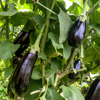 BIO Lilek Meronda - Solanum melongena - prodej bio semen - 15 ks