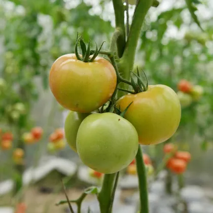 BIO Rajče Heart of Gold - Solanum lycopersicum - prodej bio semen - 10 ks