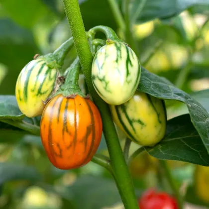 Lilek okrasný Striped Toga - Solanum melongena - prodej semen - 10 ks