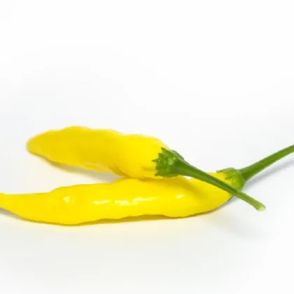 Chilli Aji Pineapple - Capsicum baccatum - prodej semen - 7 ks