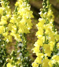 Hledík větší žlutý - Antirrhinum majus - prodej semen - 20 ks