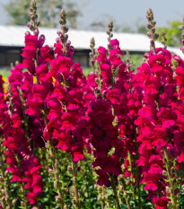 Hledík větší tmavě růžový - Antirrhinum majus - prodej semen - 20 ks