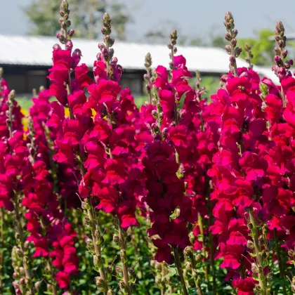 Hledík větší tmavě růžový - Antirrhinum majus - prodej semen - 20 ks