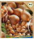 BIO Cibule sazečka Setton - Allium cepa - prodej bio cibulek - 40 ks